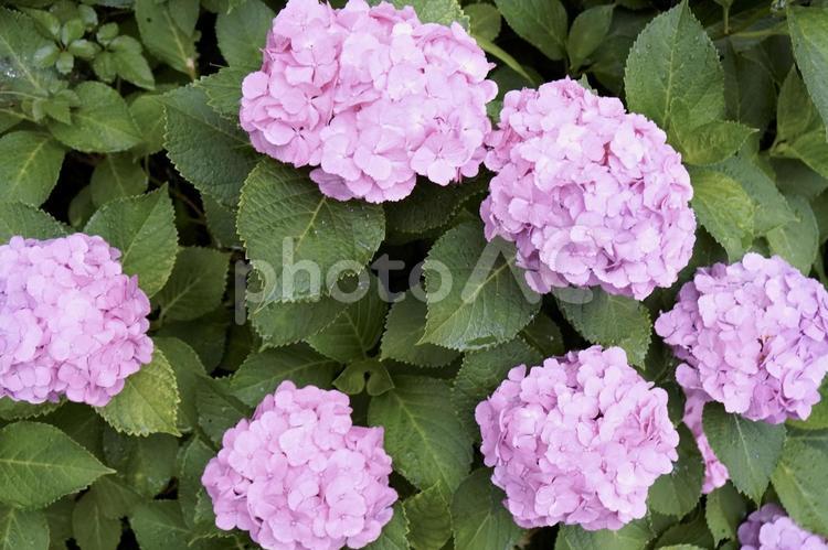 紫陽花 アジサイ,あじさい,きれいの写真素材