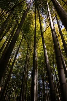 竹林 竹林 竹林,竹,見上げるの写真素材