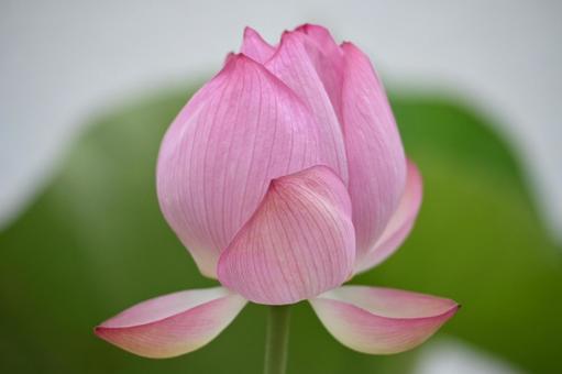 蓮の花 蓮の花の写真