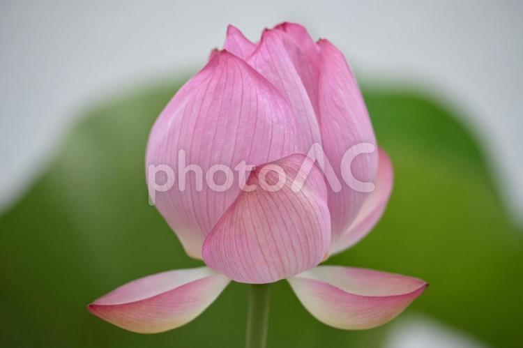 蓮の花 蓮の花,植物,６月の写真素材