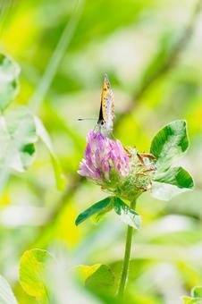 Photo, insect, butterfly, bennisimi, 