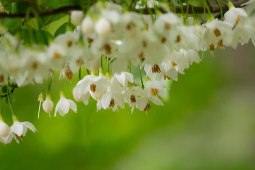 Photo, spring, flower, white, 