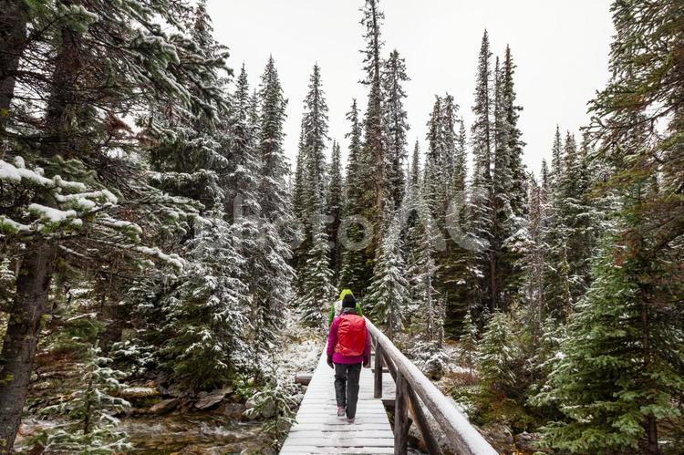 雪の森の橋を渡るハイカー 冬,登山,ハイキングの写真素材
