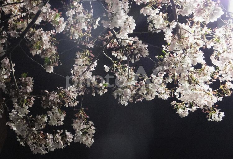 桜 桜,さくら,サクラの写真素材