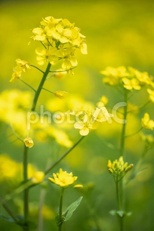 春の可愛い葉の花畑 花,花畑,菜の花の写真素材