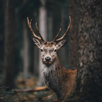 森の奥に息づく命 森の奥に息づく命の写真