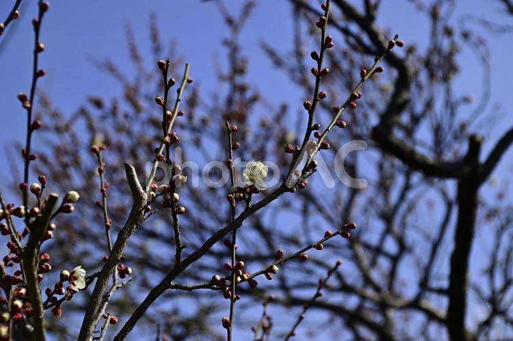 咲き始めの白梅 初春,2月,２月の写真素材