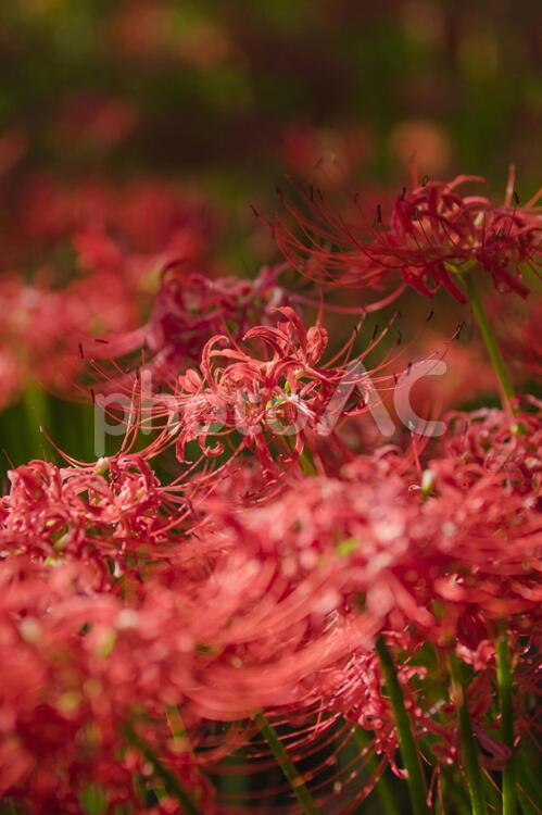 秩父巾着田に咲く曼珠沙華の花 曼珠沙華,彼岸花,ヒガンバナの写真素材