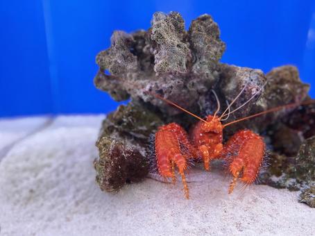 ショウグンエビ 水族館 ショウグンエビ 水族館の写真