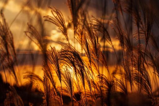 奈良県曽爾高原のススキ 曽爾高原,ススキ,夕焼けの写真素材