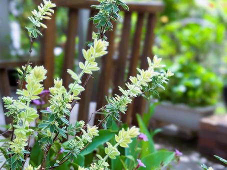 庭を彩る春の植物壁紙 庭を彩る春の植物壁紙の写真