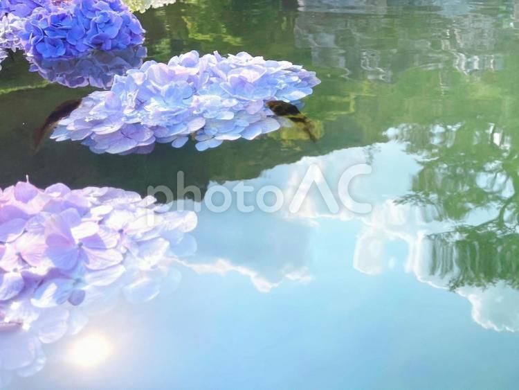 水面に浮かぶ紫陽花と映り込む空と夕日 あじさい,梅雨,花の写真素材