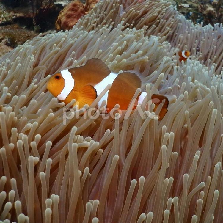 イソギンチャクとクマノミ カクレクマノミ,クマノミ,熱帯魚の写真素材