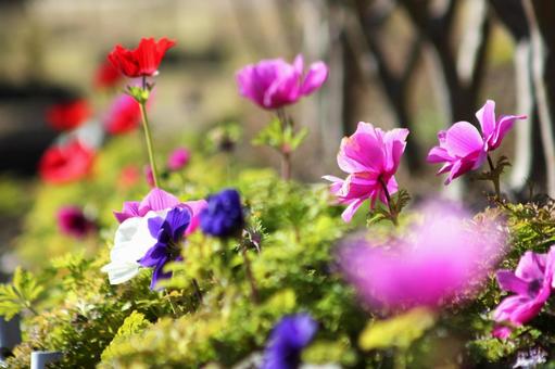 花壇の花 花壇の花の写真
