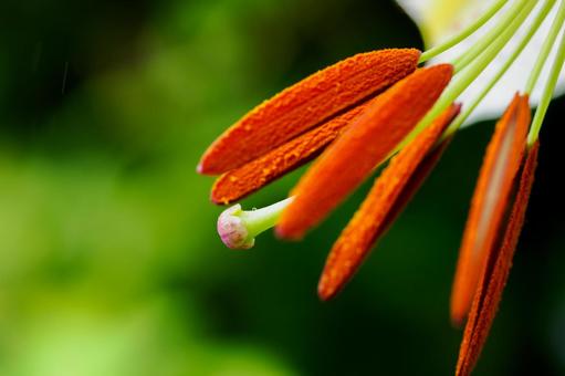 ヤマユリ⑺ ヤマユリ⑺ 初夏,花,ユリの写真素材