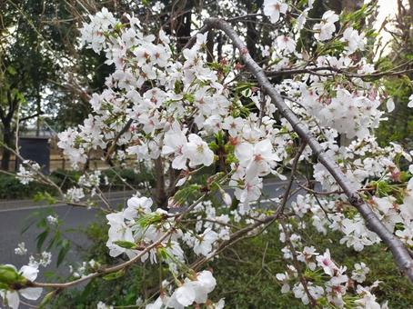 桜 桜の写真