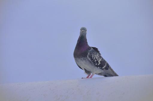 街で見かけた正面を向くドバト 鳩,ハト,鳥の写真素材