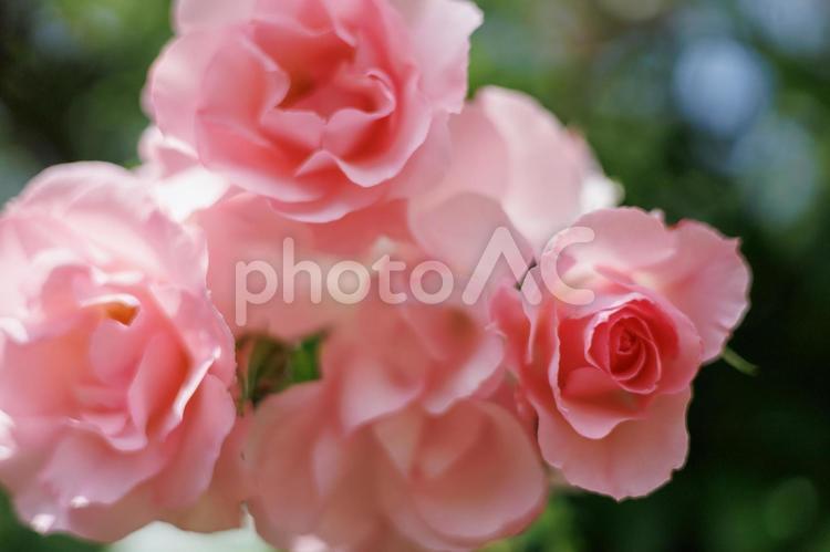 愛情、情熱、美、薔薇の花言葉が多い バラ,ピンク,flowerの写真素材