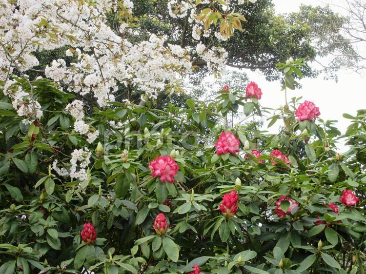 桜とシャクナゲ 桜,石楠花,春の写真素材
