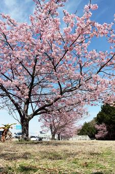 桜 河津桜,さくら,美しいの写真素材