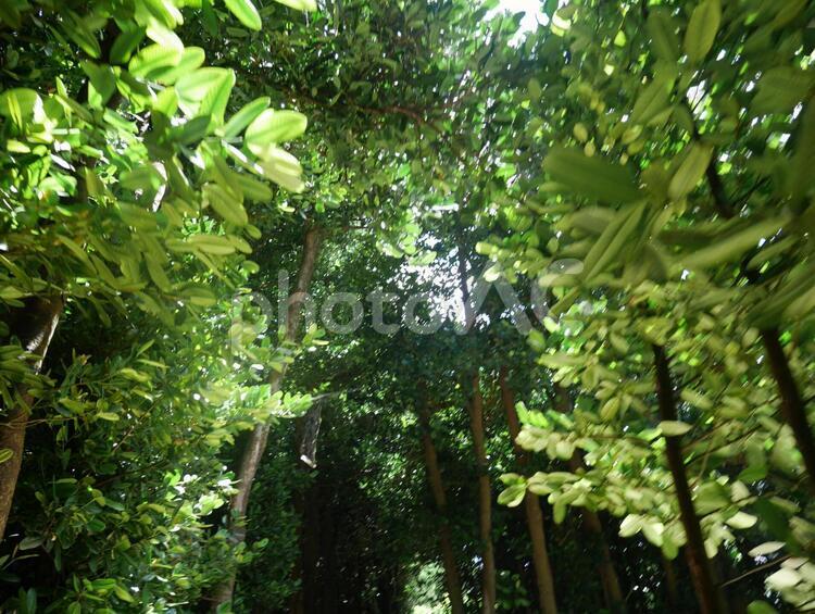 備瀬のフクギ並木 道,沖縄県,国頭郡の写真素材