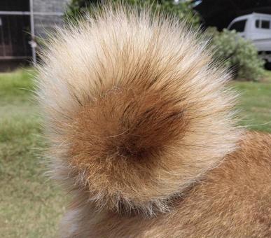 柴のしっぽ 柴のしっぽの写真