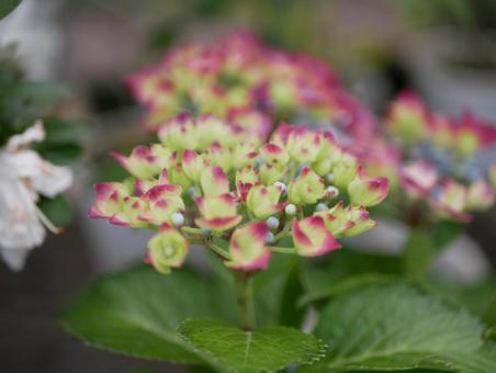 ヤマアジサイ ヤマアジサイ 紫陽花,きれい,花の写真素材