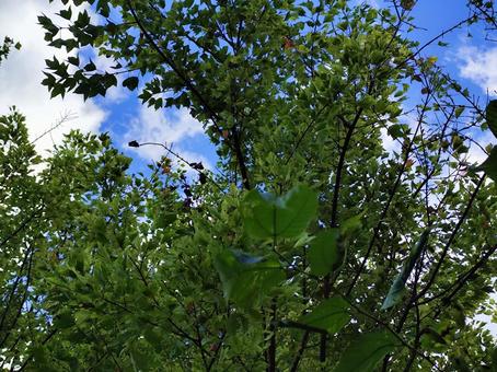 木の下から 自然,木,風景の写真素材