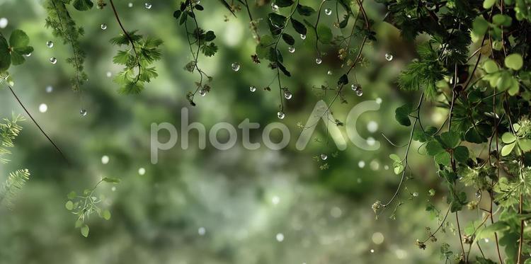 森の緑と葉と水滴、きらきら背景 緑,葉,森の写真素材