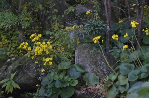 冬の花：ツワブキ7 植物,ツワブキ,石蕗の写真素材