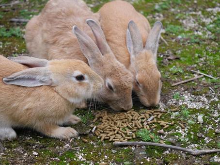 大久野島のウサギ ウサギ,かわいい,大久野島の写真素材