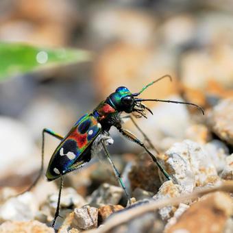Photo, tiger beetle, namihanmyo, mitsubura, 