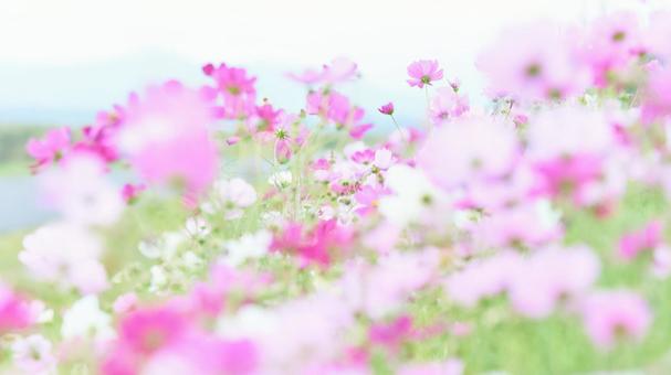 ハイキー明るめコスモスの花畑ワイド ハイキー明るめコスモスの花畑ワイドの写真