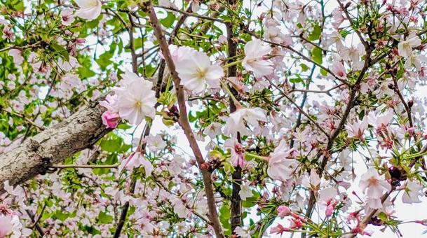 桜と葉 桜と葉の写真