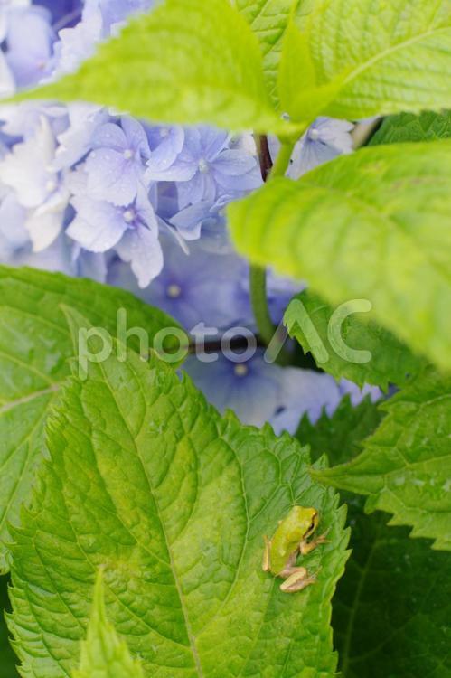 アジサイとカエル あじさい,アジサイ,紫陽花の写真素材