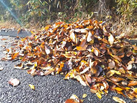 腐葉土用の落ち葉 腐葉土用の落ち葉の写真
