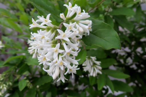 イボタノキ(モクセイ科)の白い花 イボタノキ(モクセイ科)の白い花の写真