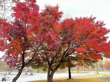 雪景色の紅葉 初冬,もみじ,紅葉の写真素材