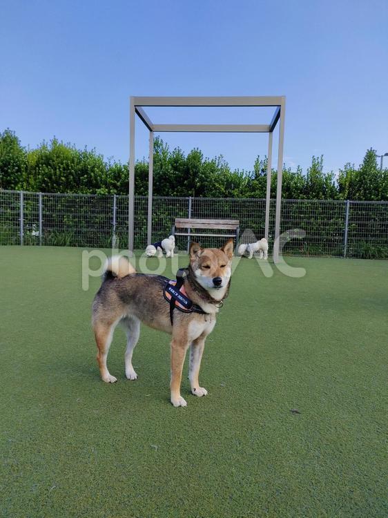 ドッグランに来たよ 柴犬,犬,わんこの写真素材