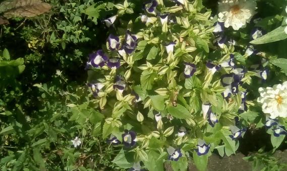 紫の花 紫の花 植物,花,葉の写真素材