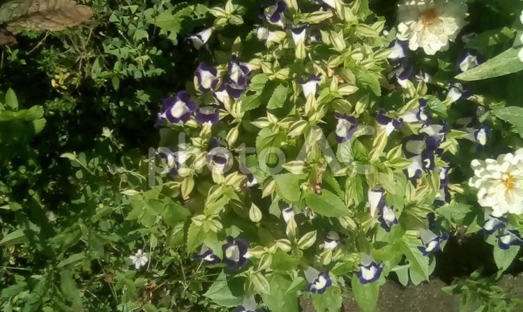 紫の花 植物,花,葉の写真素材