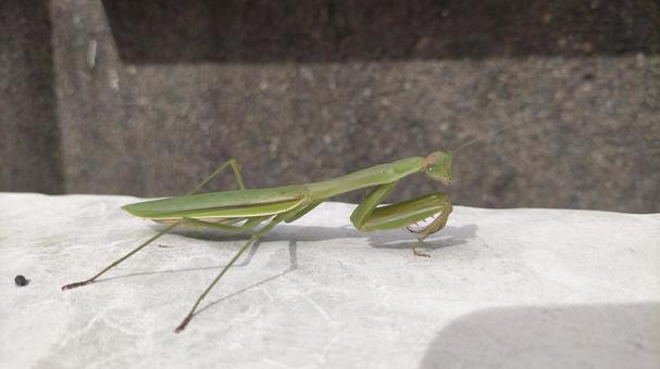 カマキリ捕食シーン カマキリ,捕食,エサの写真素材