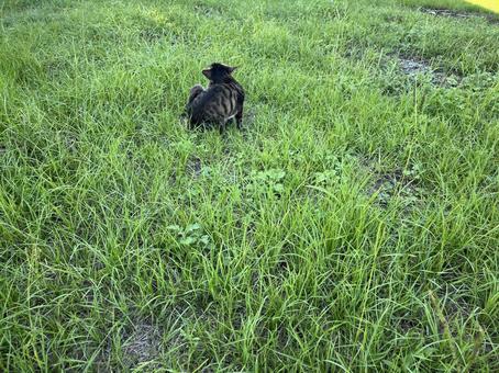 草むらにいた野良猫4 草むらにいた野良猫4の写真