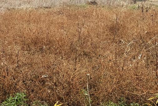 冬の草むら 冬の草むら,冬,枯れ靴の写真素材