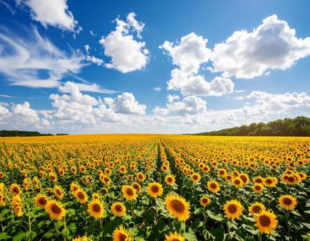 夏 ひまわり 花畑 自然 青空 美しい 夏 ひまわり 花畑 自然 青空 美しいの写真