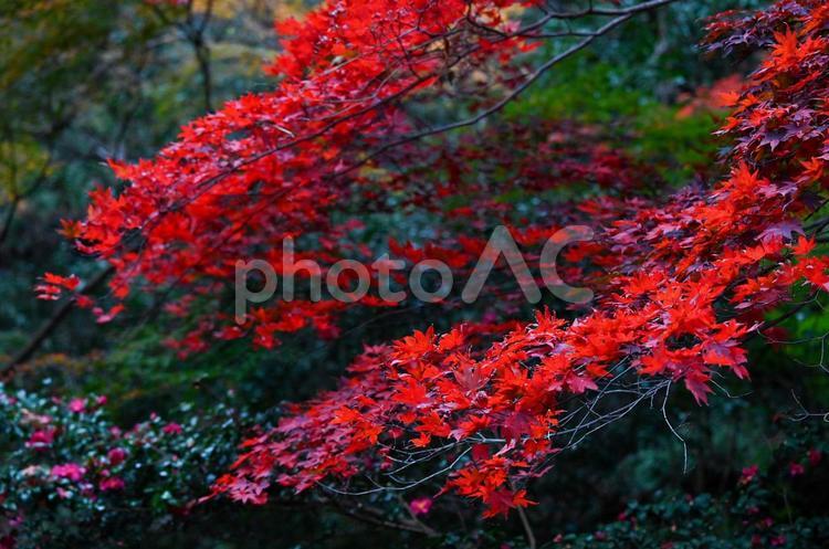 紅く美しいもみじ もみじ,秋,風景の写真素材