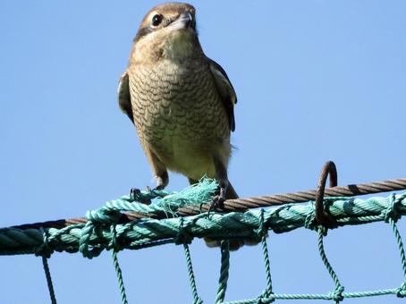 ネットの上につかまるモズ ネットの上につかまるモズ 鳥,野鳥,モズの写真素材