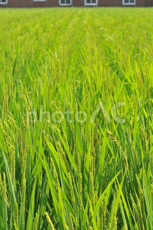 青々とした田んぼ（稲） 田,田んぼ,稲の写真素材