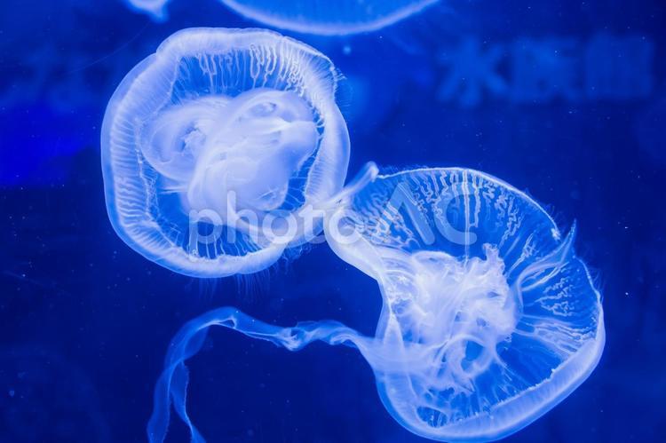 水槽の中を漂うクラゲ ミズクラゲ,クラゲ,水海月の写真素材
