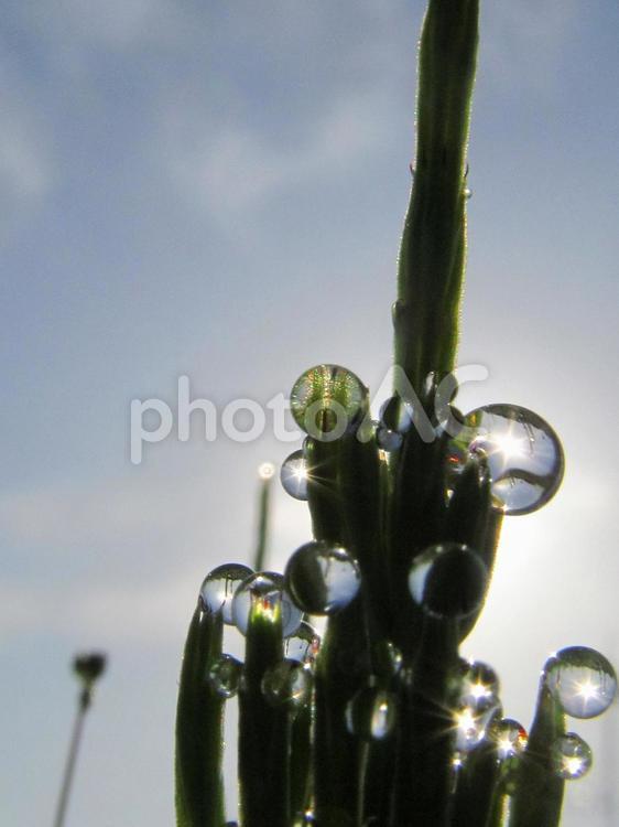 水滴とスギナと朝日Water drops 水滴,すいてき,waterの写真素材